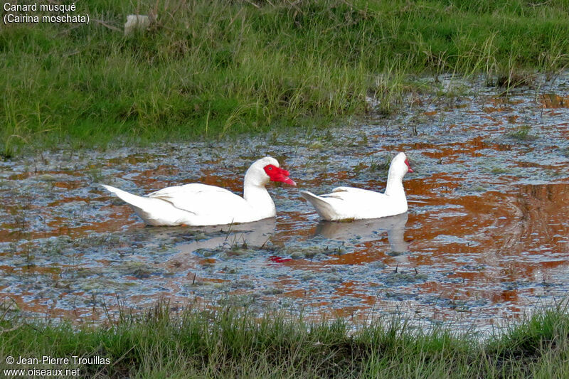 Canard musqué