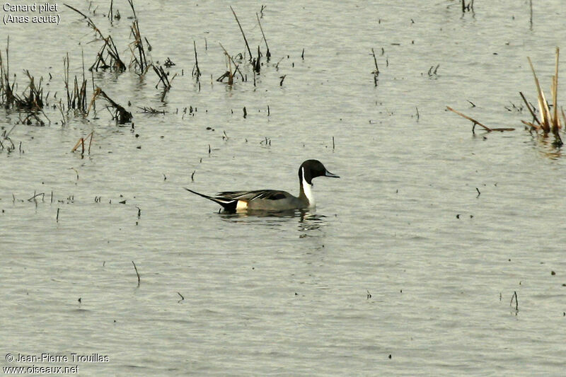 Canard pilet