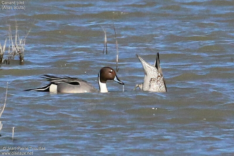 Canard pilet