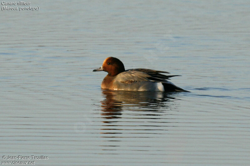 Eurasian Wigeon