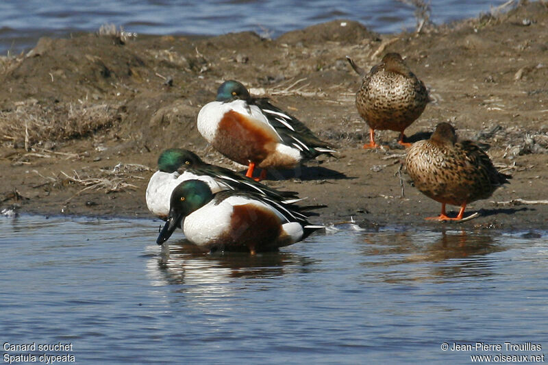 Canard souchet