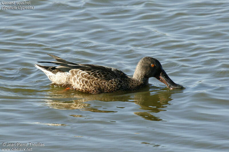 Canard souchet