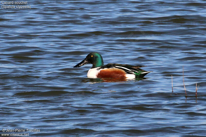 Canard souchet