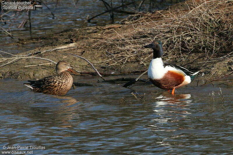 Canard souchet