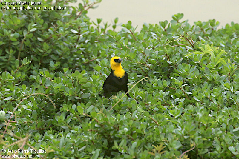 Yellow-headed Blackbird