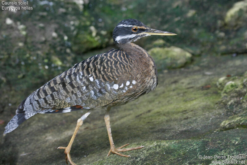 Sunbittern