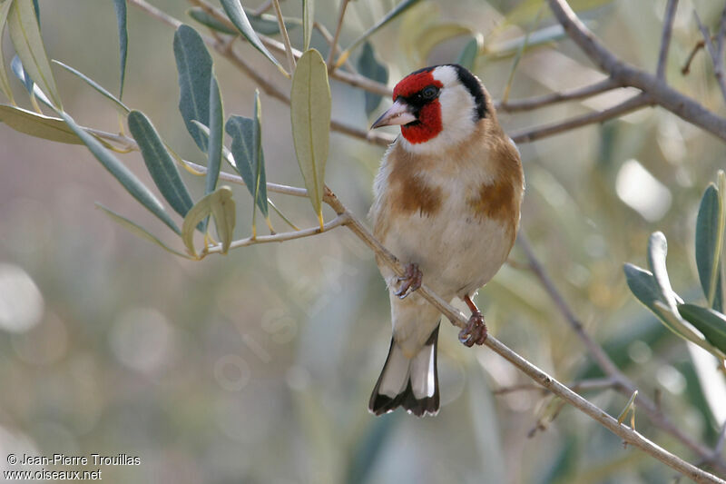 European Goldfinch