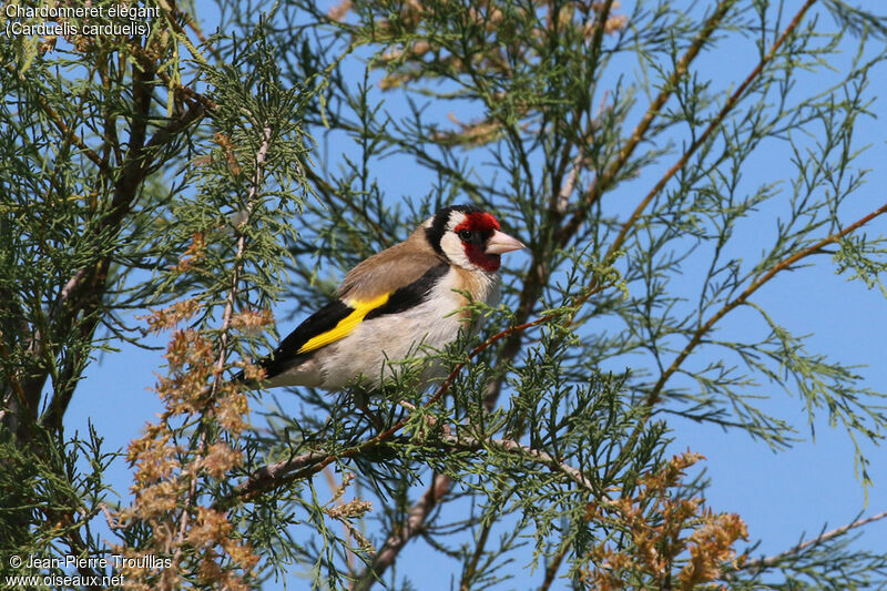 Chardonneret élégant mâle adulte, habitat