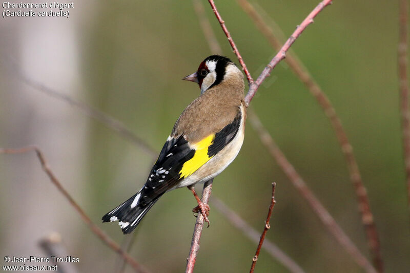 European Goldfinch