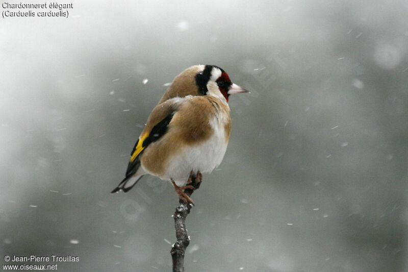 European Goldfinch