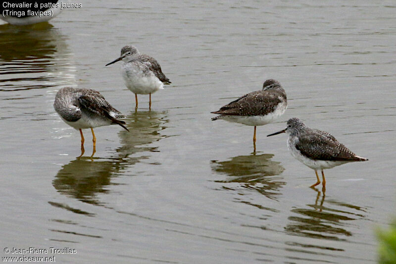 Lesser Yellowlegs