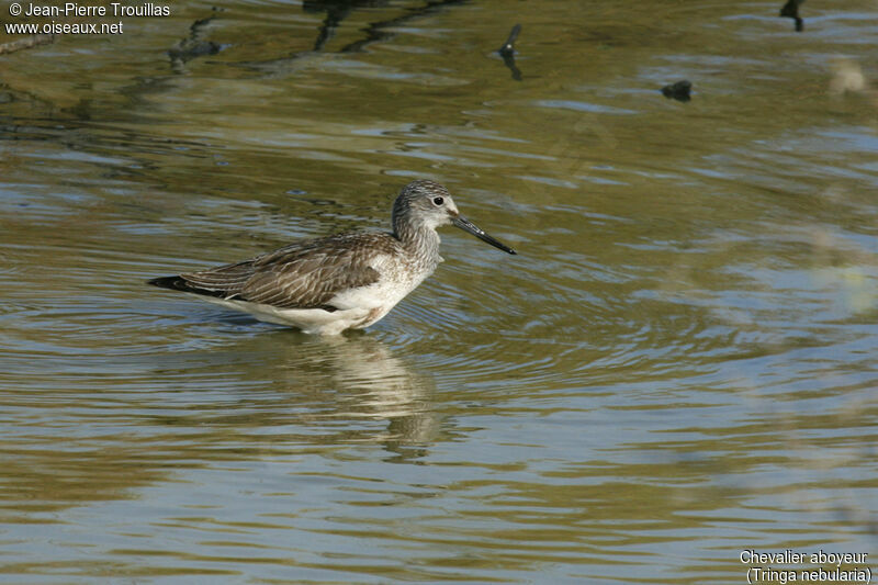 Common Greenshank