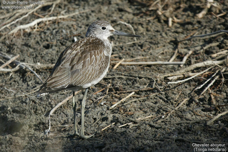 Common Greenshank