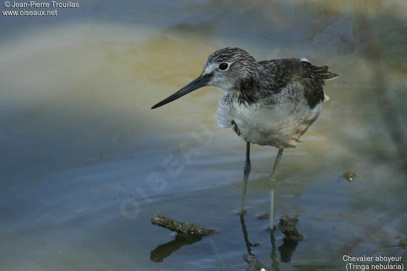 Common Greenshank