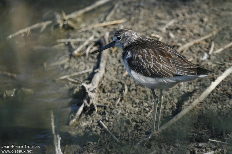 Chevalier aboyeurjuvénile, identification