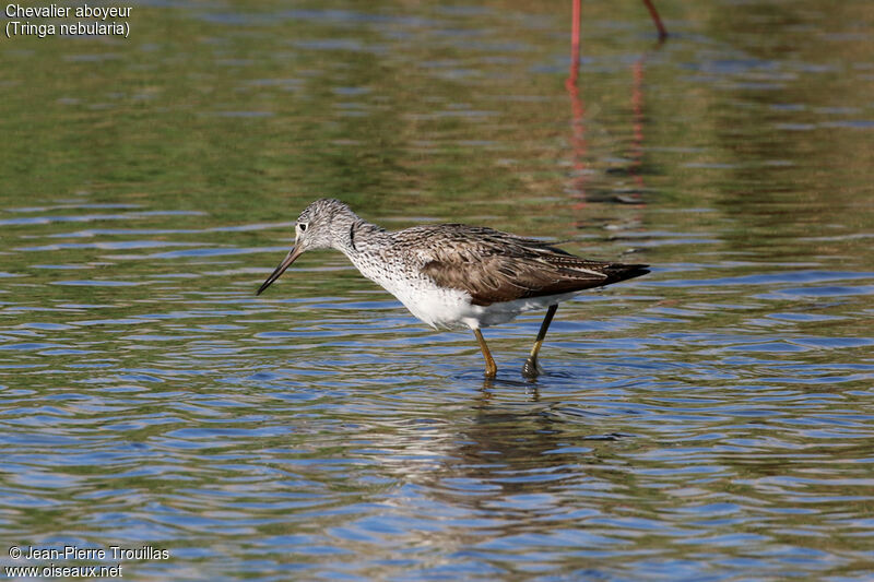 Common Greenshank