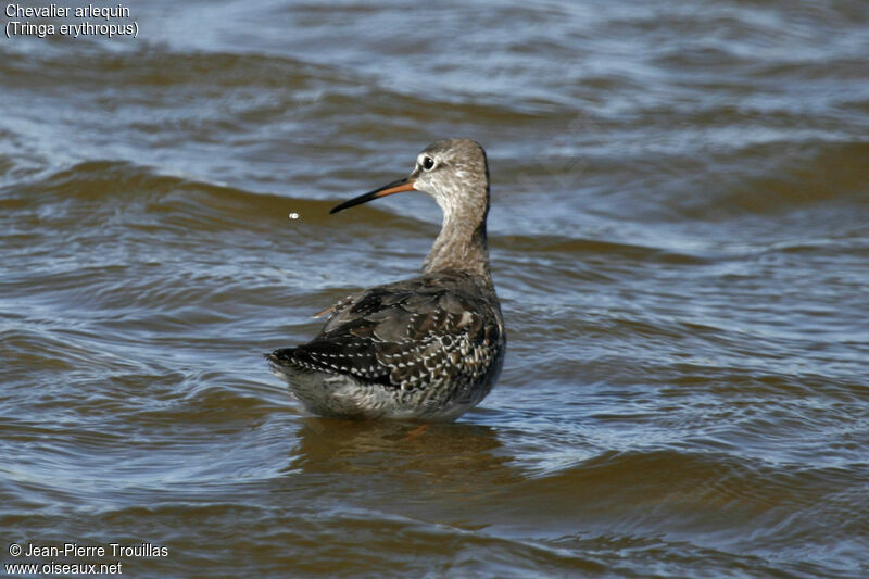 Spotted Redshank