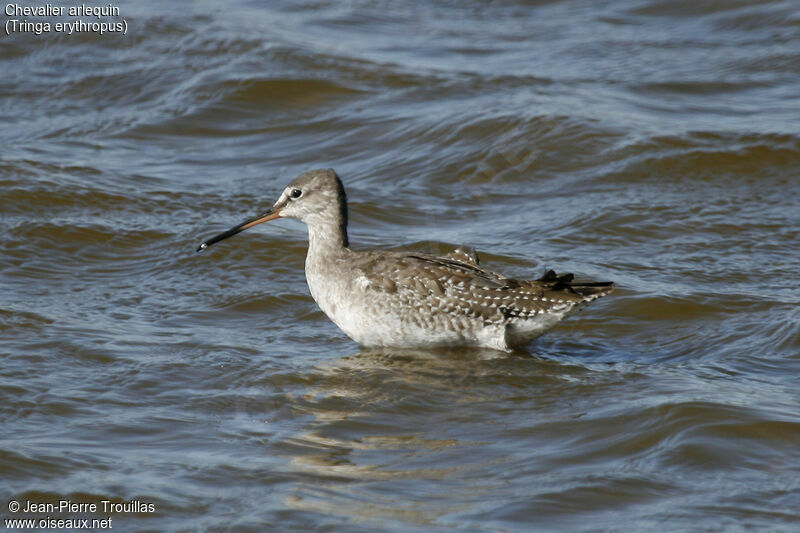 Spotted Redshank