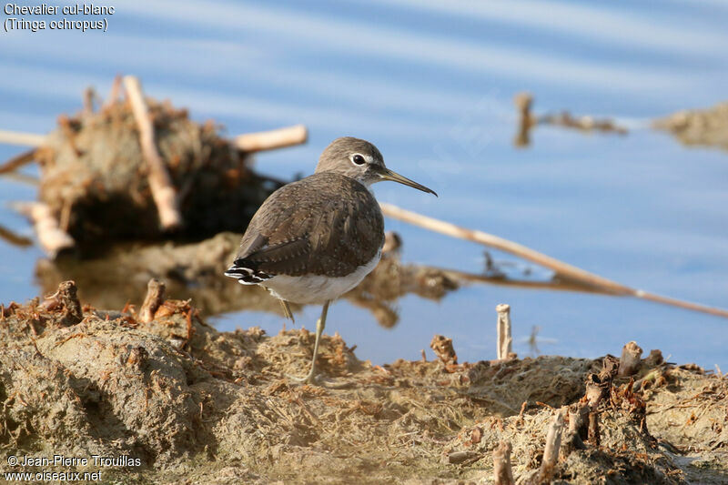 Green Sandpiper