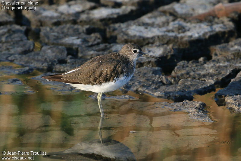 Green Sandpiper