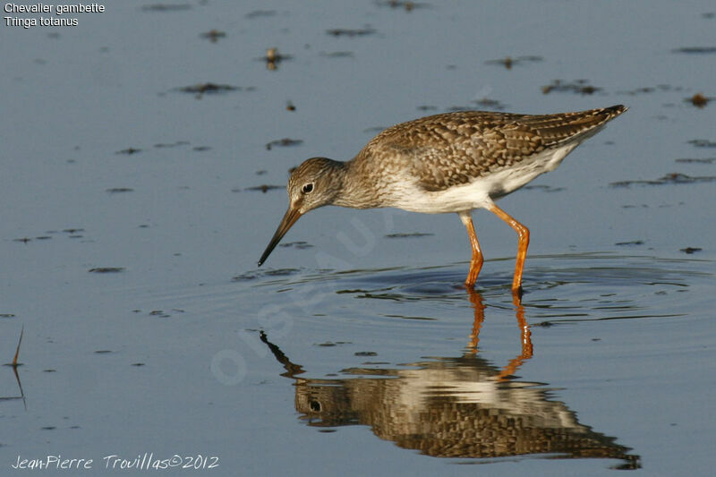 Common Redshank