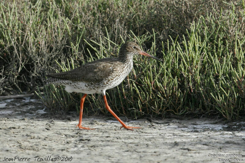 Common Redshank