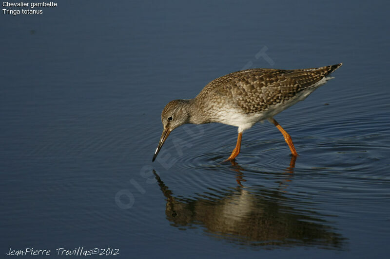 Common Redshank