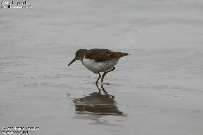 Spotted Sandpiper