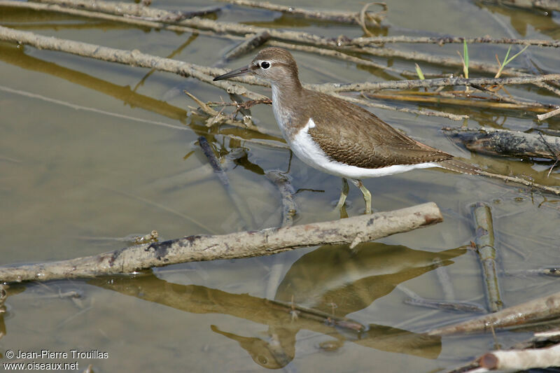 Common Sandpiper