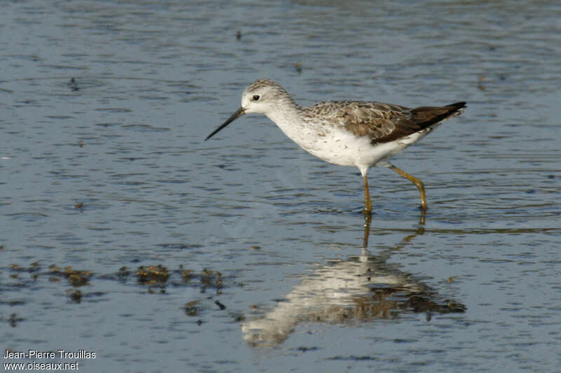 Marsh Sandpiperadult transition, identification