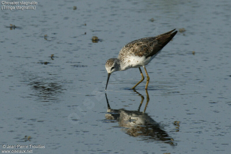 Marsh Sandpiper