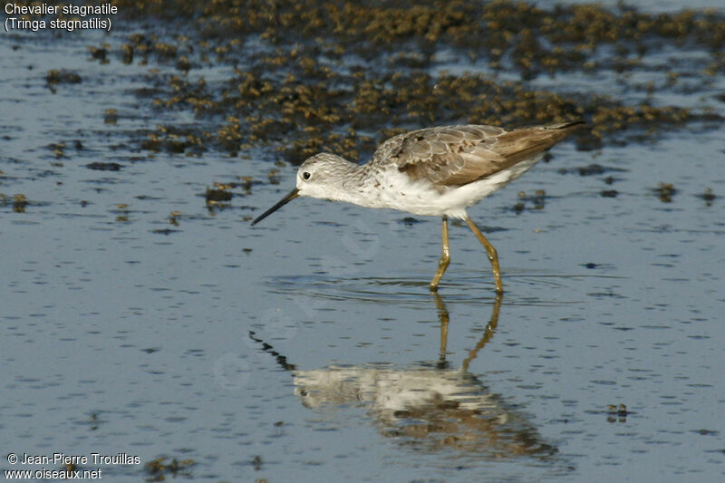 Marsh Sandpiper