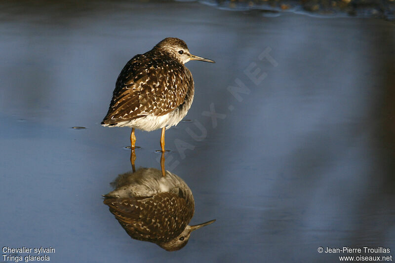 Wood Sandpiper