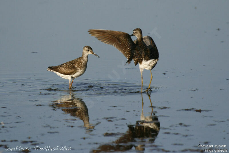 Wood Sandpiper, Behaviour