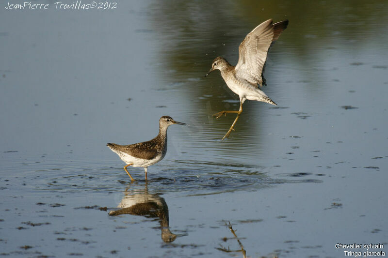 Wood Sandpiper, Behaviour