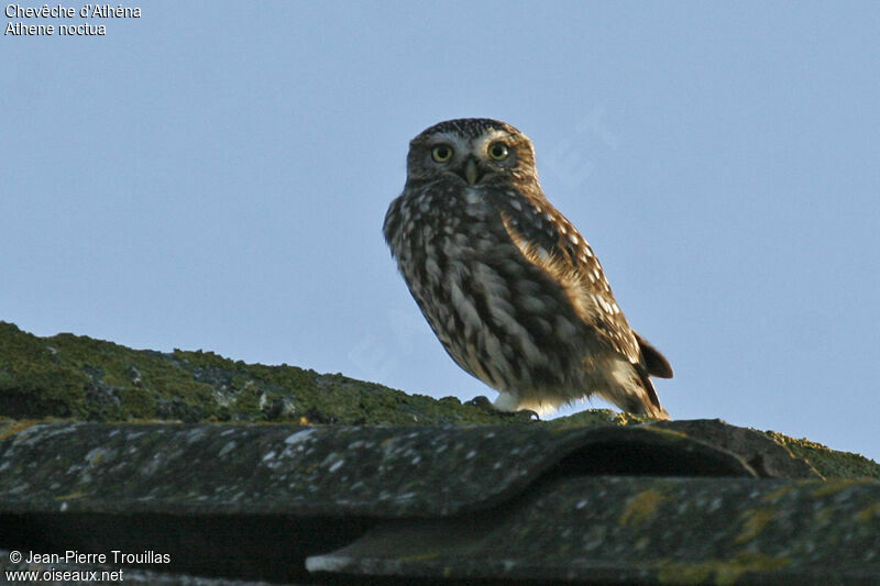 Little Owl