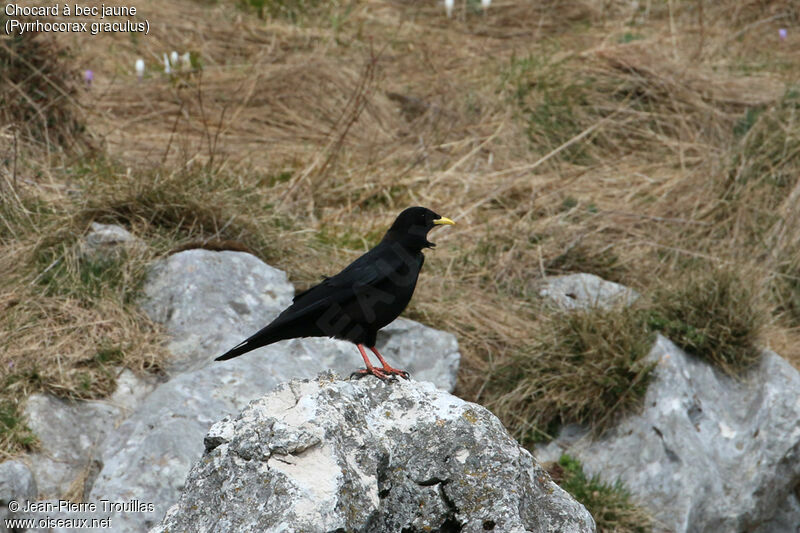 Alpine Chough