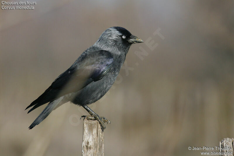 Western Jackdaw