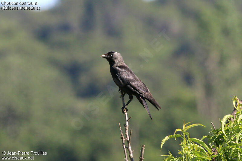 Western Jackdaw