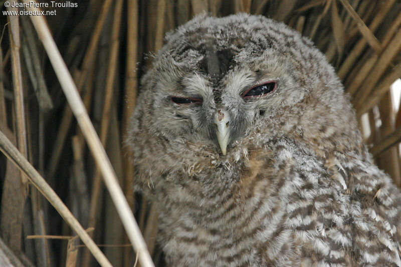 Tawny Owljuvenile