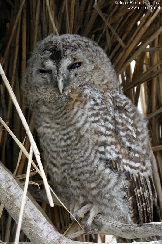 Tawny Owljuvenile