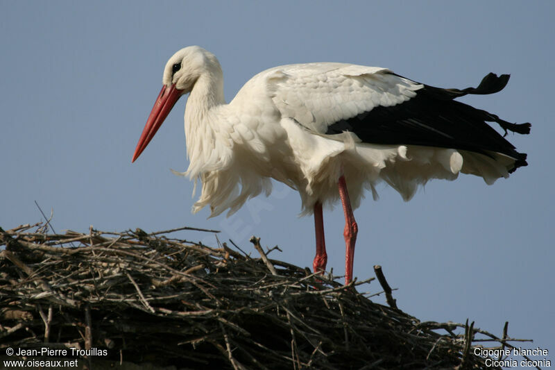 Cigogne blancheadulte