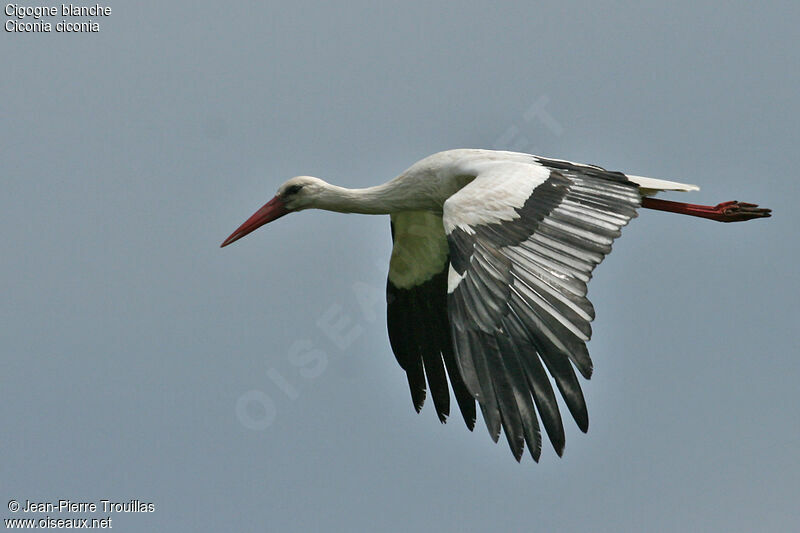 Cigogne blanche