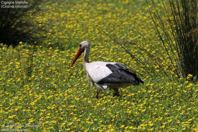 Cigogne blanche