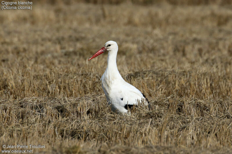 Cigogne blanche