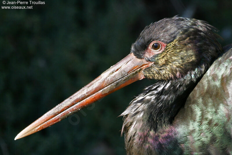 Cigogne noireadulte