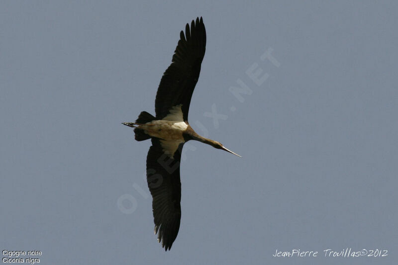 Cigogne noire