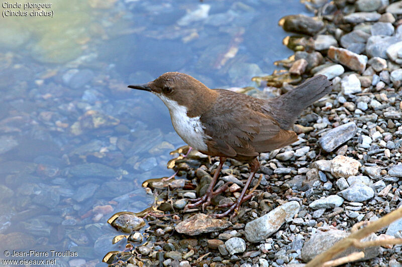 White-throated Dipper