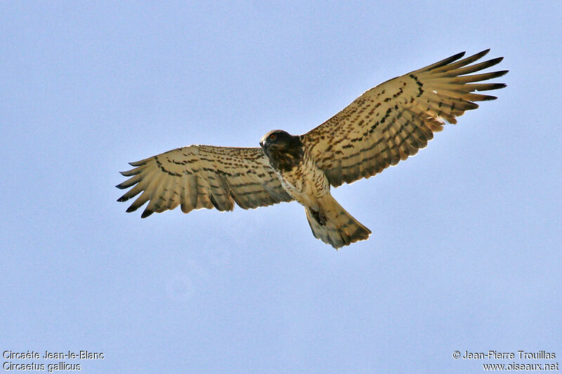 Short-toed Snake Eagle