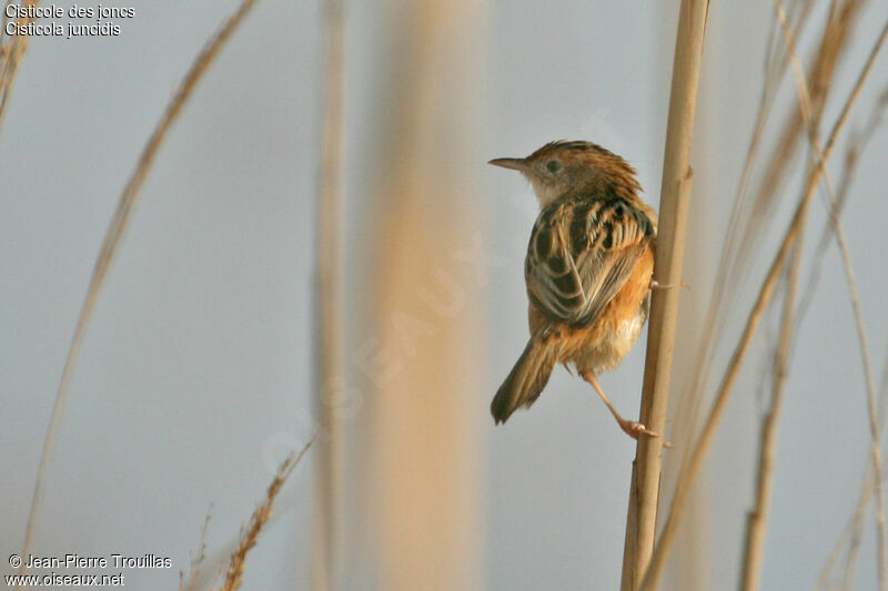 Zitting Cisticola